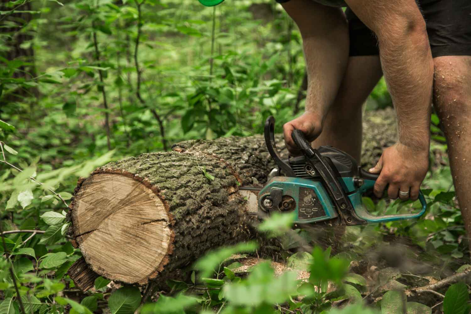 Best Tree Cutting Near Me  in USA